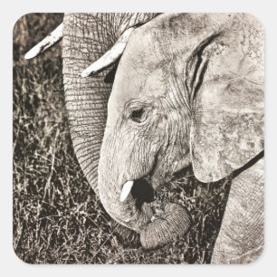 Baby elephant square sticker