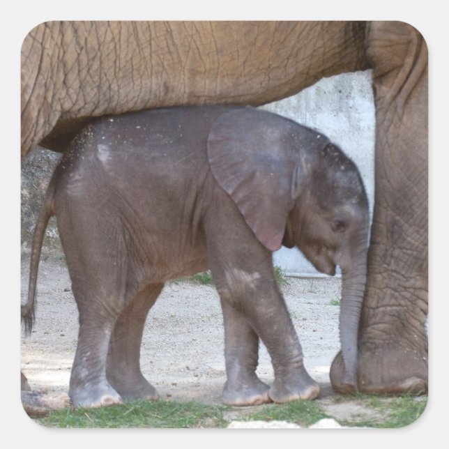 Baby Elephant Square Sticker (Front)