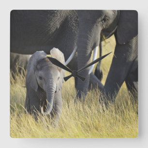 Baby Elephant Square Wall Clock