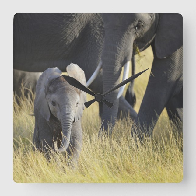 Baby Elephant Square Wall Clock (Front)