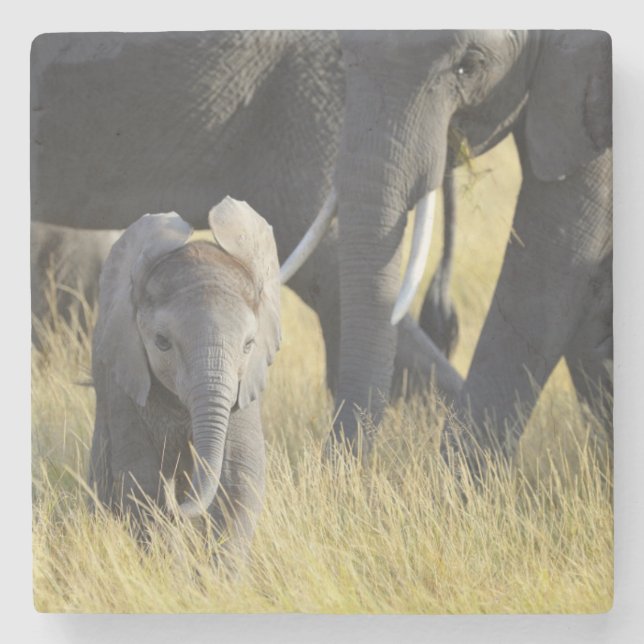 Baby Elephant Stone Coaster (Front)
