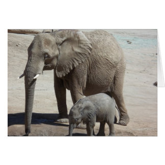 Baby Elephant with Mummy
