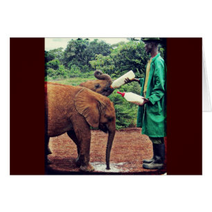 Baby Elephants - Feeding Time