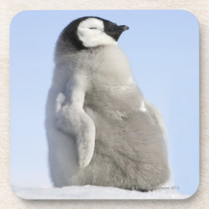 Baby Emperor Penguin, Snow Hill Island Coaster