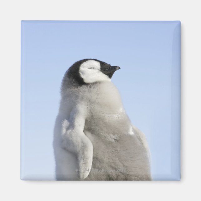 Baby Emperor Penguin, Snow Hill Island Magnet (Front)