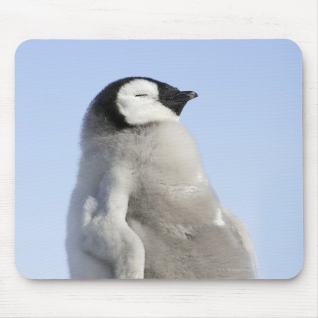 Baby Emperor Penguin, Snow Hill Island Mouse Pad (Front)