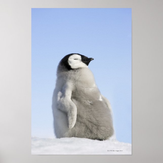Baby Emperor Penguin, Snow Hill Island Poster (Front)