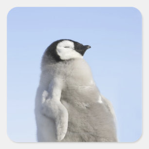 Baby Emperor Penguin, Snow Hill Island Square Sticker