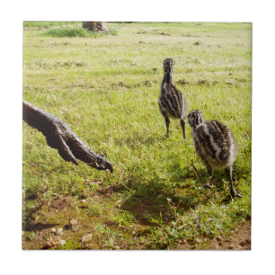 Baby Emu Chicks And Big Foot,  Ceramic Tile