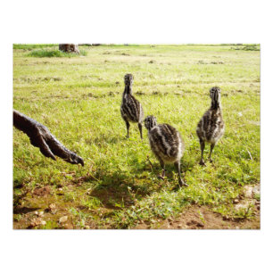 Baby Emu Chicks And Big Foot,  Photo Print