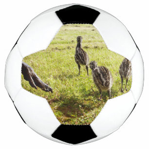 Baby Emu Chicks And Big Foot,  Soccer Ball