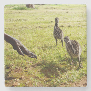Baby Emu Chicks And Big Foot,  Stone Coaster
