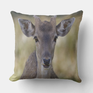 Baby Fawn Buck Cushion