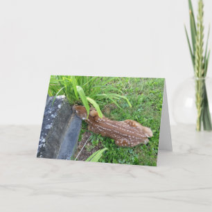 Baby Fawn By a Head Stone Card