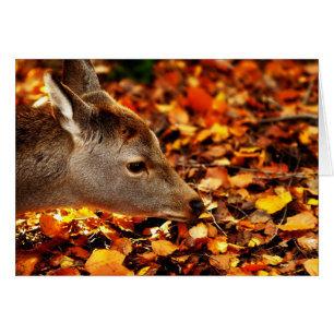 Baby fawn sniffing the autumn leaves on the ground