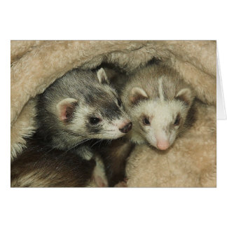 Baby Ferrets-Hobs and Jills