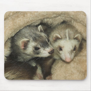 Baby Ferrets Hobs and Jills Mouse Pad