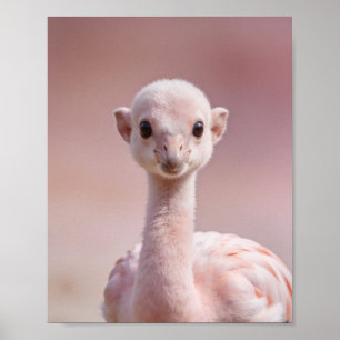 Baby Flamingo Portrait – Cute Nursery Animal Wall Poster