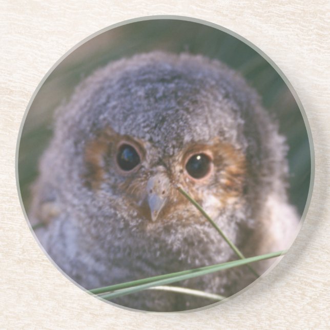 Baby Flammulated Owl Coaster (Front)