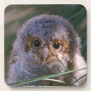 Baby Flammulated Owl Coaster