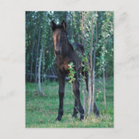 Baby foal and poplar sapling