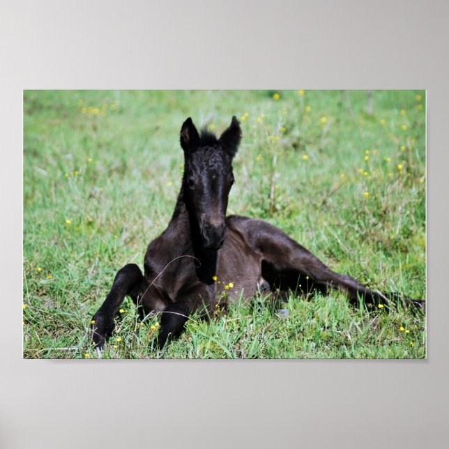 Baby foal lying in the meadow poster (Front)