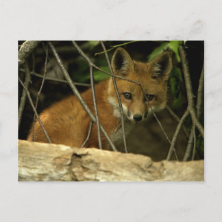 baby fox by hole postcard