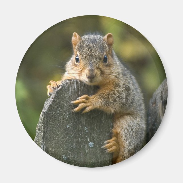 Baby Fox Squirrel Magnet (Front)