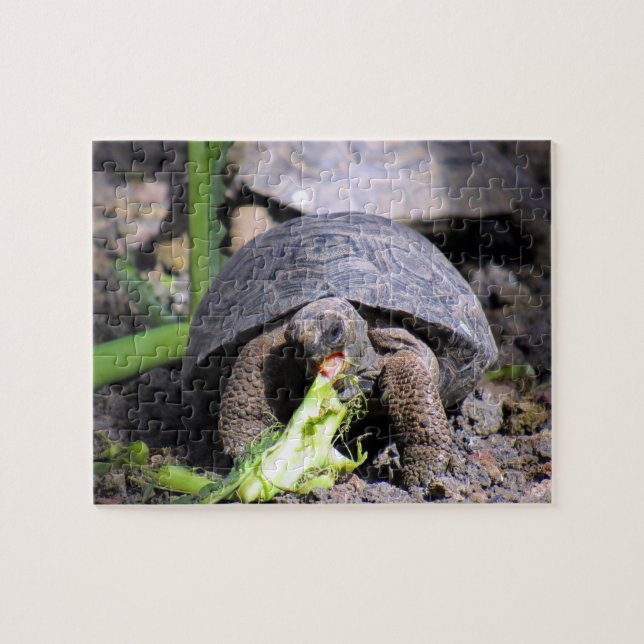 baby galapagos tortoise eating jigsaw puzzle (Horizontal)