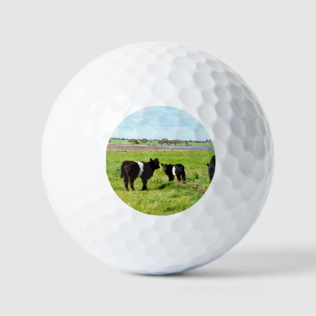 Baby Galloway Cow, Golf Balls (Front)