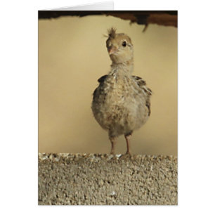 Baby Gambel's Quail