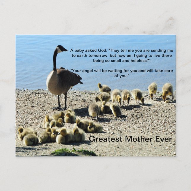 Baby Geese and Mother Goose Postcard (Front)