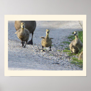 Baby Geese Photo Poster