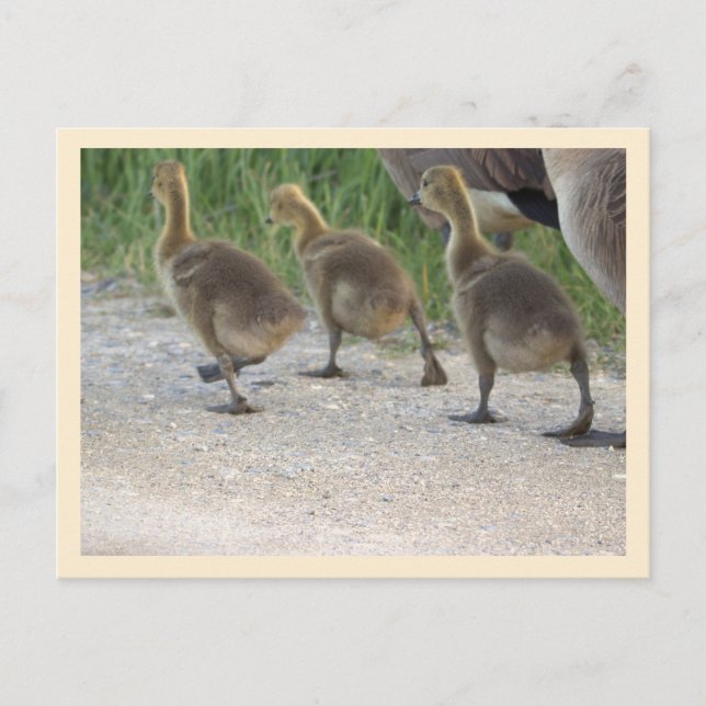 Baby Geese Postcard (Front)