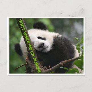 baby giant panda postcard