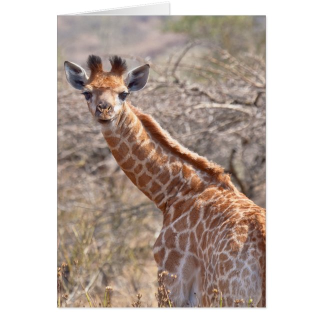 Baby Giraffe (Front)