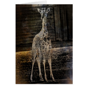 Baby Giraffe
