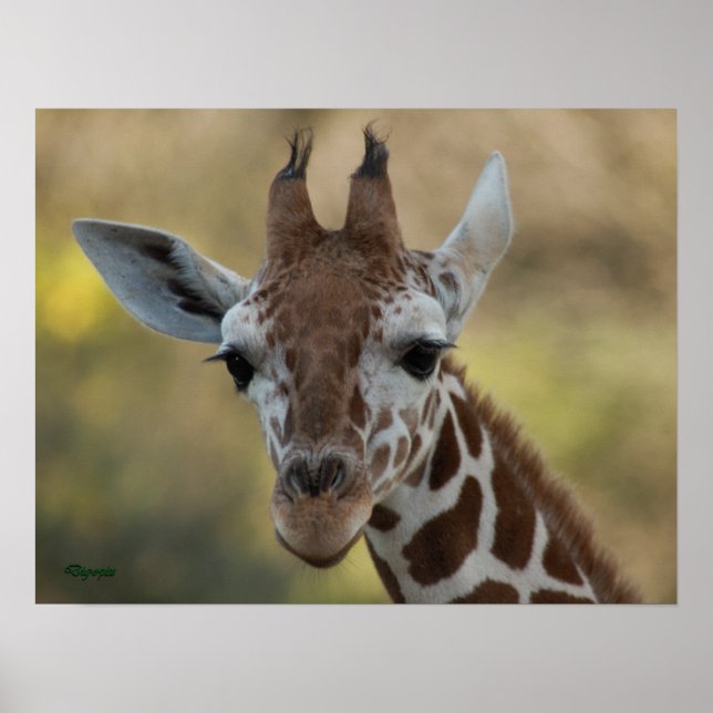 Baby Giraffe 08 Poster (Front)