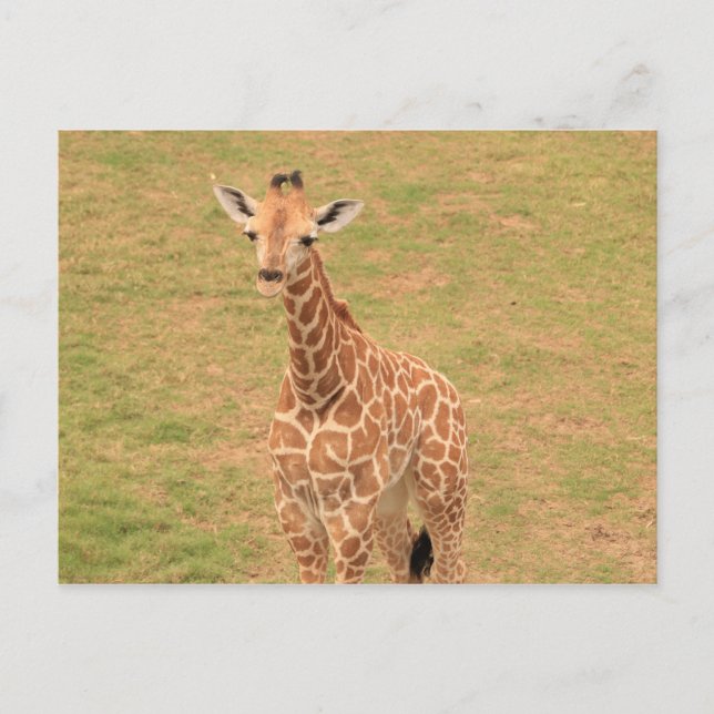 Baby Giraffe #4 Postcard (Front)