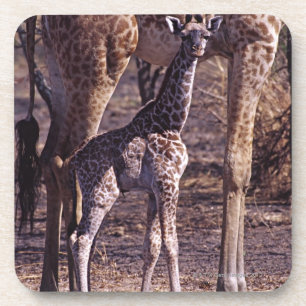 Baby giraffe and mother, Tanzania Coaster