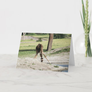 Baby Giraffe (Calf) Drinking Wildlife Animal Photo Card