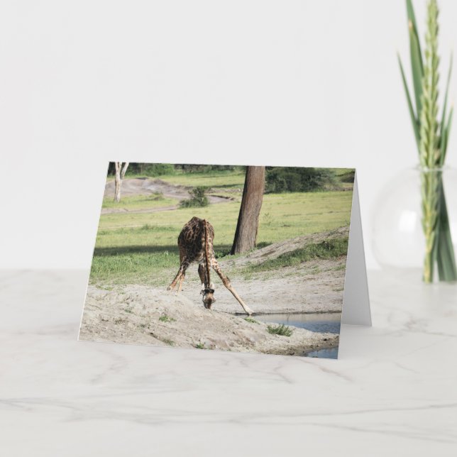Baby Giraffe (Calf) Drinking Wildlife Animal Photo Card (Front)