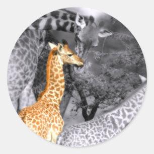 Baby Giraffe Classic Round Sticker