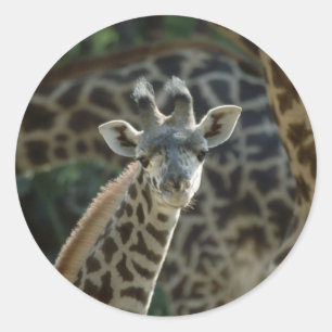Baby Giraffe Classic Round Sticker