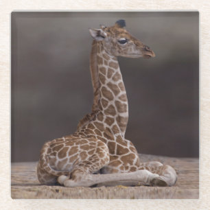 Baby Giraffe Glass Coaster