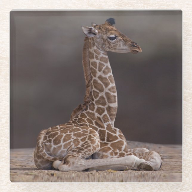 Baby Giraffe Glass Coaster (Front)