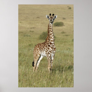 Baby Giraffe In Nairobi Poster