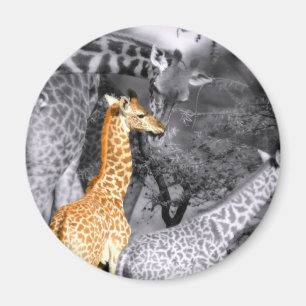 Baby Giraffe Magnet