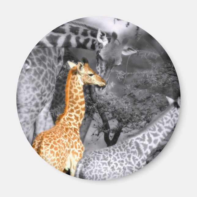 Baby Giraffe Magnet (Front)