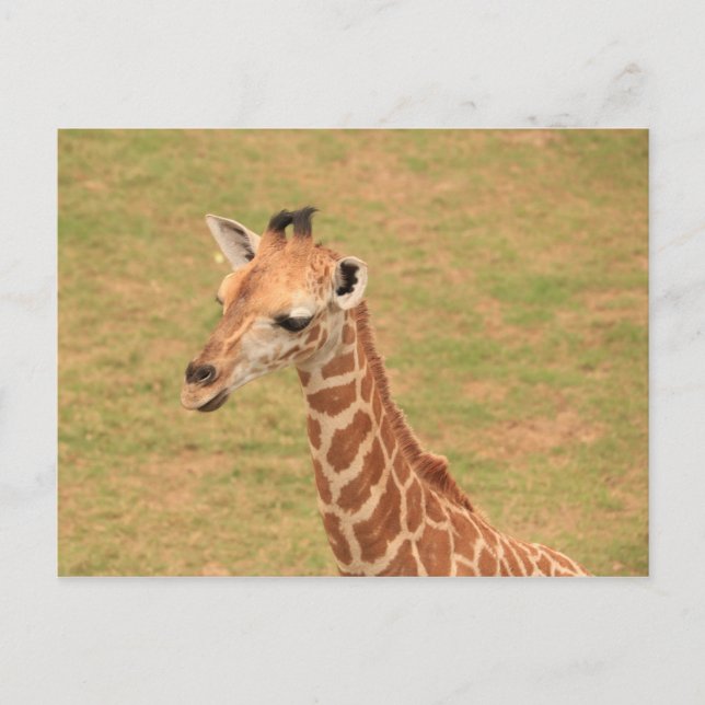Baby Giraffe Postcard (Front)